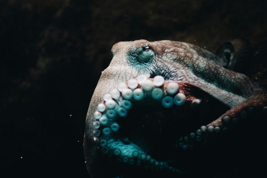 Giant Pacific Octopus