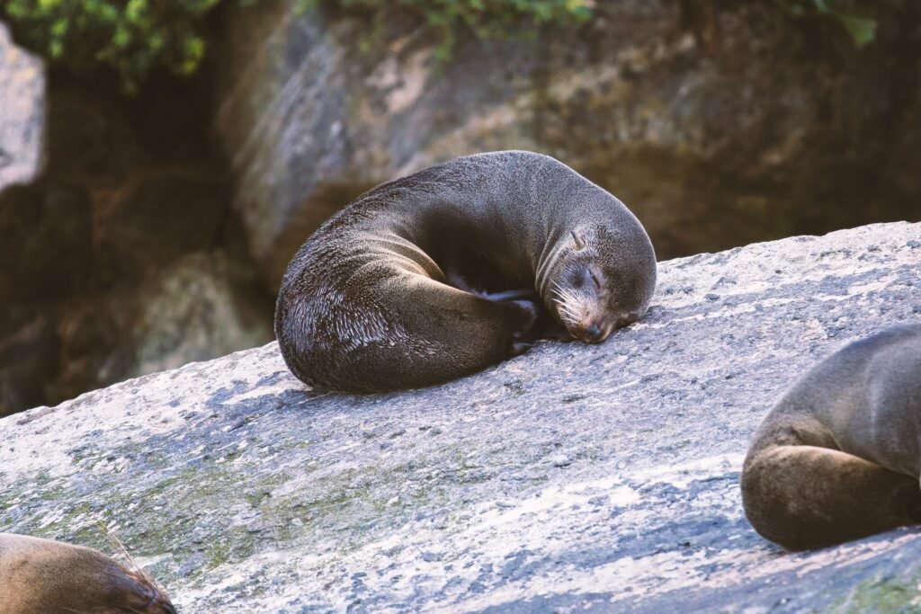 Visiting Lincoln Park Zoo: Everything You Need to Know