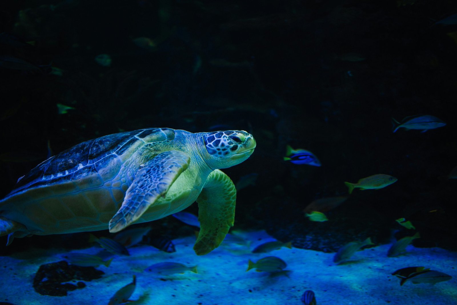 Your Ultimate Guide to Seattle Aquarium: Attractions and Experiences