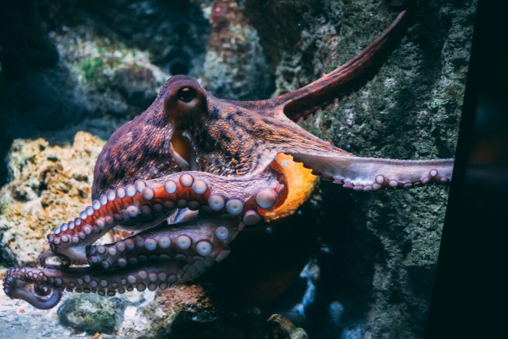 Discover Marine Life at Downtown Aquarium – A Complete Visitor’s Guide