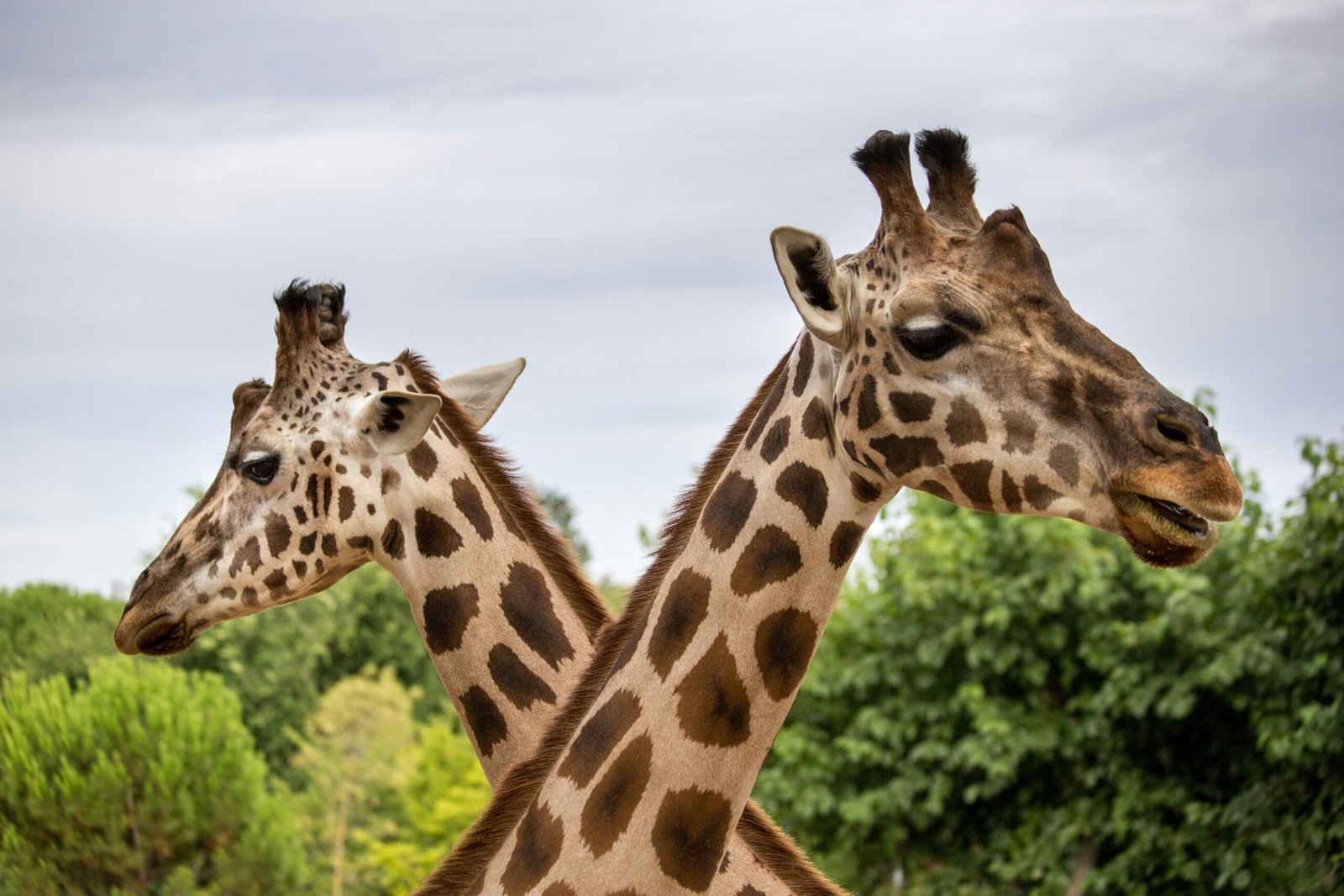 Visiting Lincoln Park Zoo: Everything You Need to Know