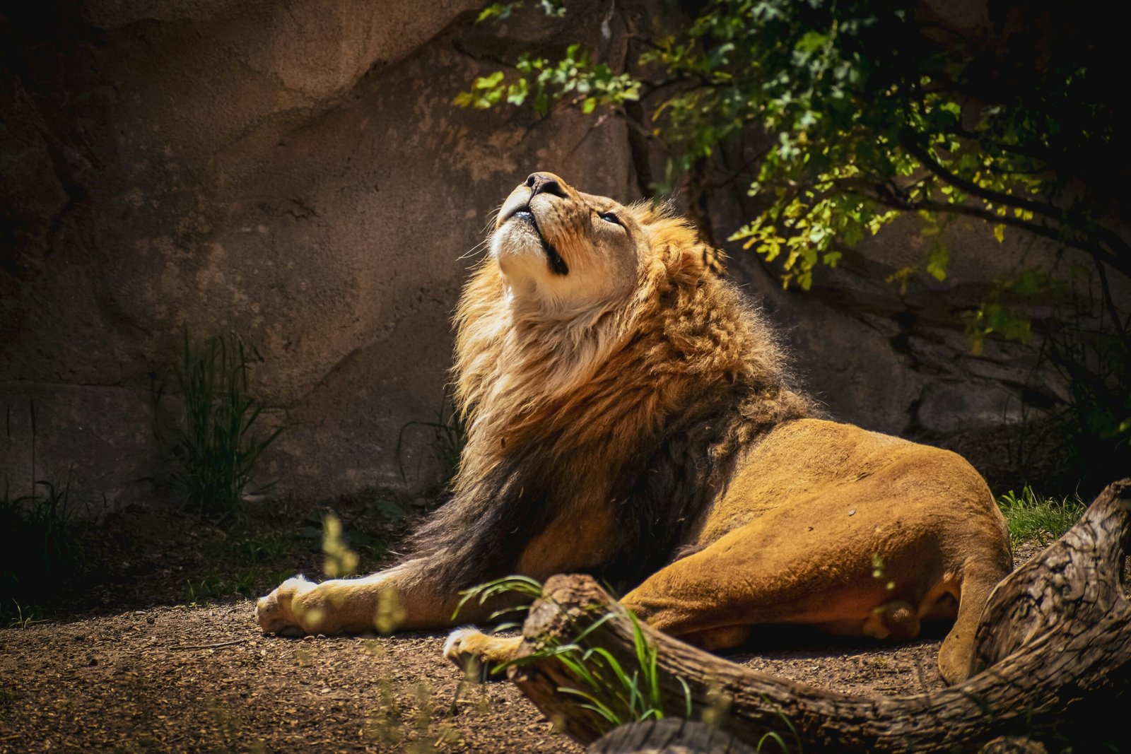 How to Make the Most of Your Day at the Denver Zoo