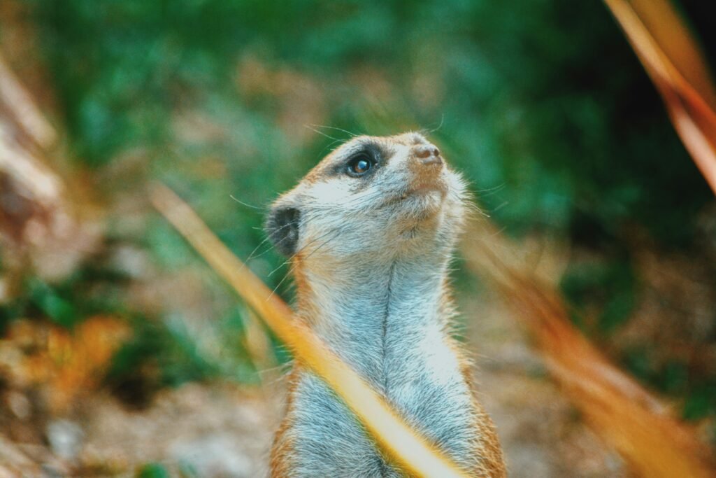 How to Make the Most of Your Day at the Denver Zoo