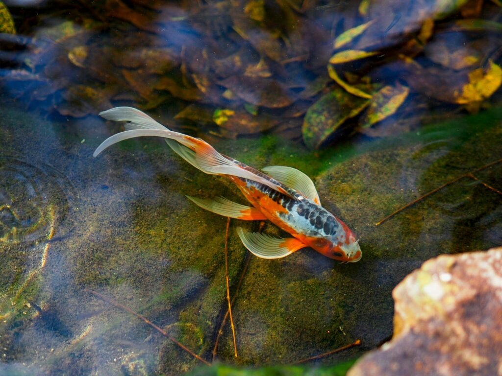 touch tanks