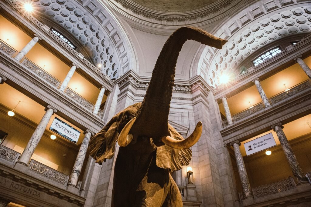 Ultimate Guide to the Smithsonian National Museum of Natural History