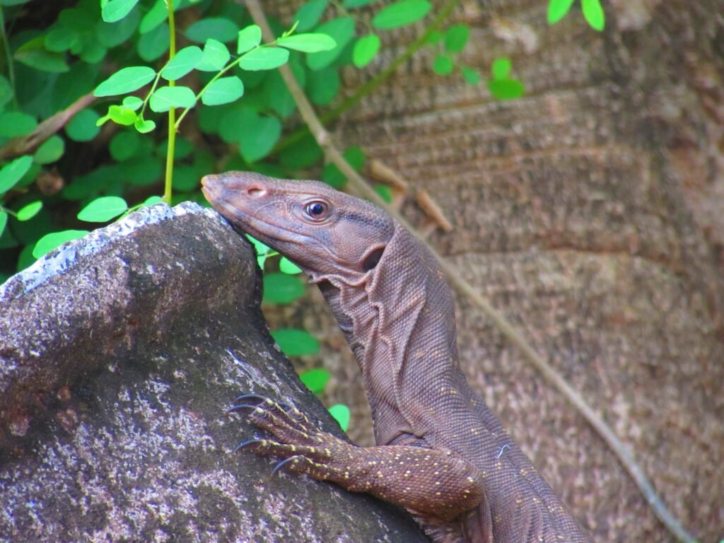 Bandipur National Park: How to Experience Karnataka’s Wild Side