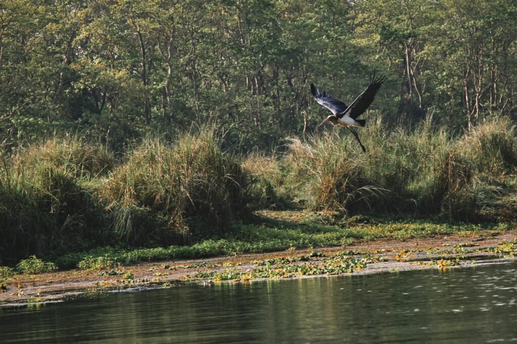 Wildlife Safari in Chitwan National Park: What You Need to Know