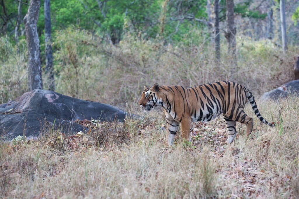 Bandipur National Park: How to Experience Karnataka’s Wild Side