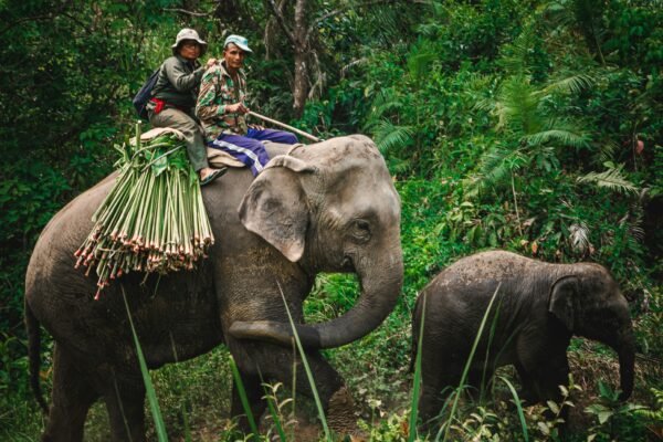 Wildlife Safari in Chitwan National Park: What You Need to Know