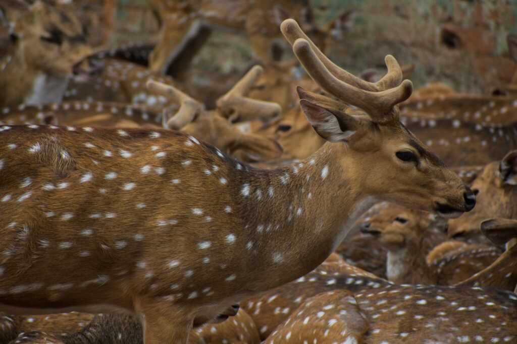 Bandipur National Park: How to Experience Karnataka’s Wild Side