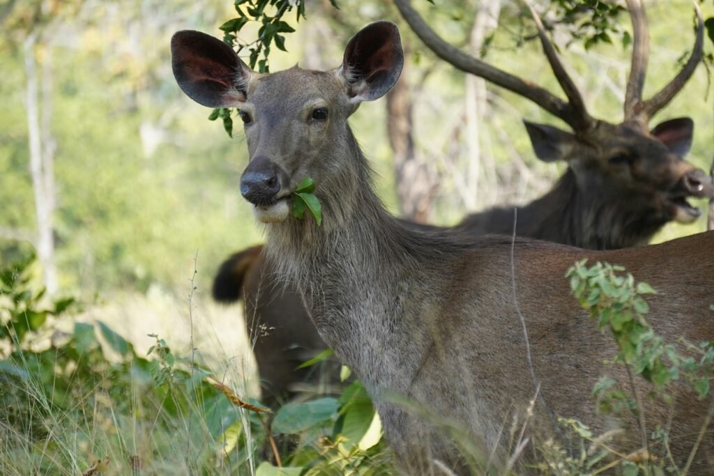 Bandipur National Park: How to Experience Karnataka’s Wild Side