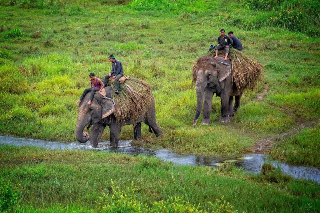 Wildlife Safari in Chitwan National Park: What You Need to Know