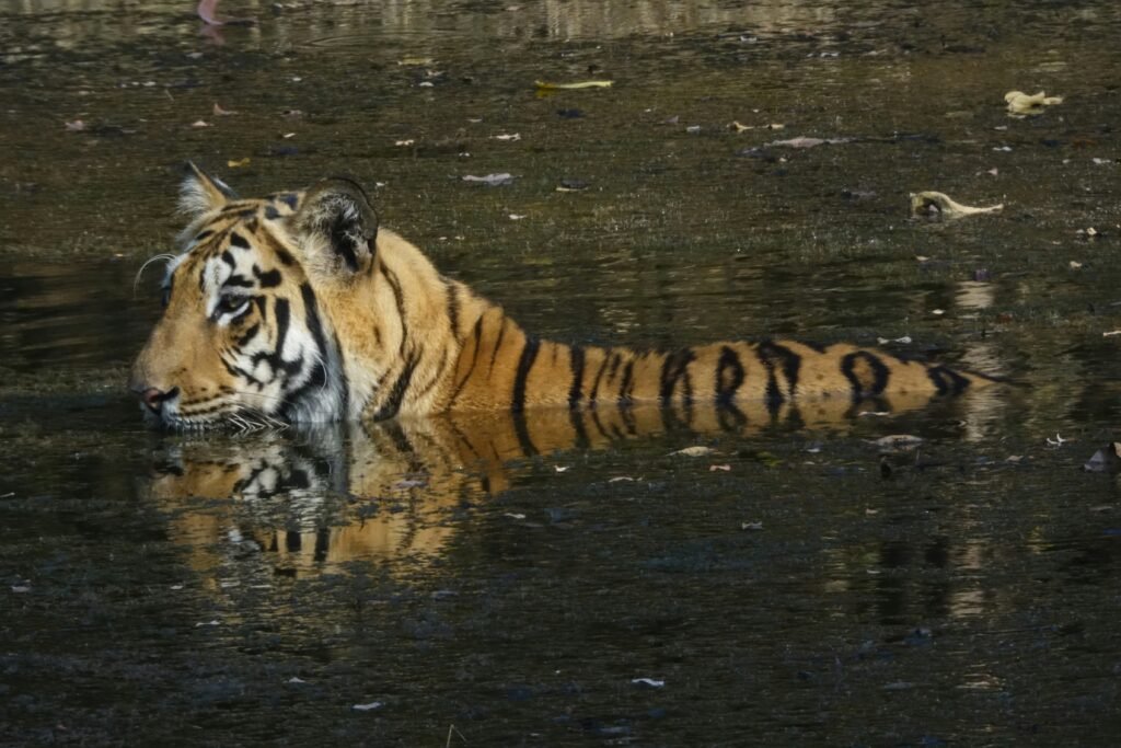 Wildlife Safari in Chitwan National Park: What You Need to Know