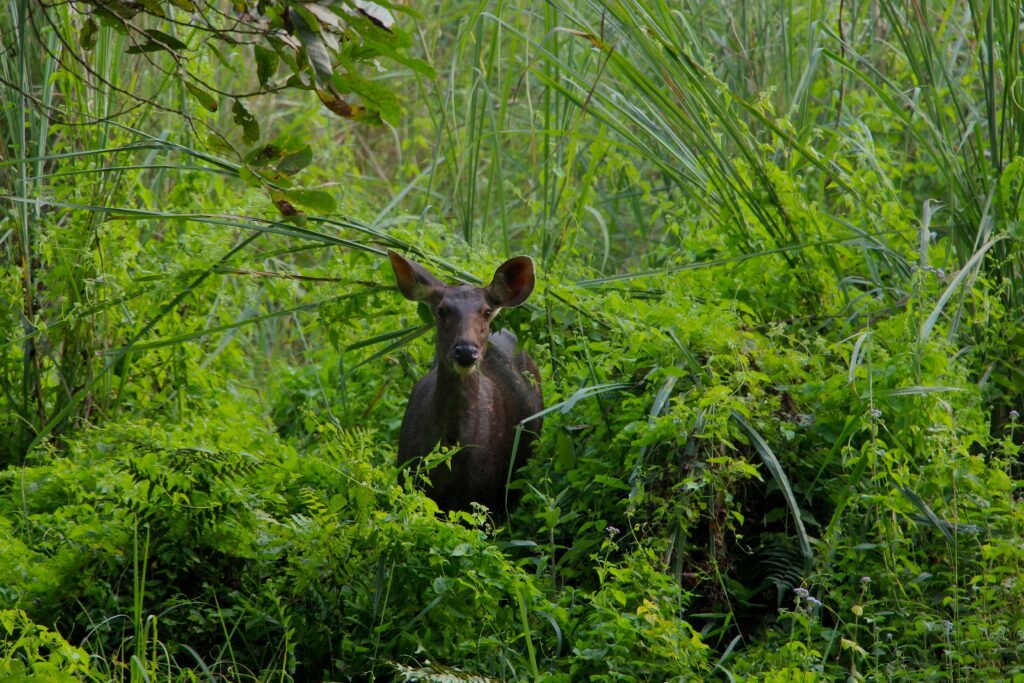 Wildlife Safari in Chitwan National Park: What You Need to Know