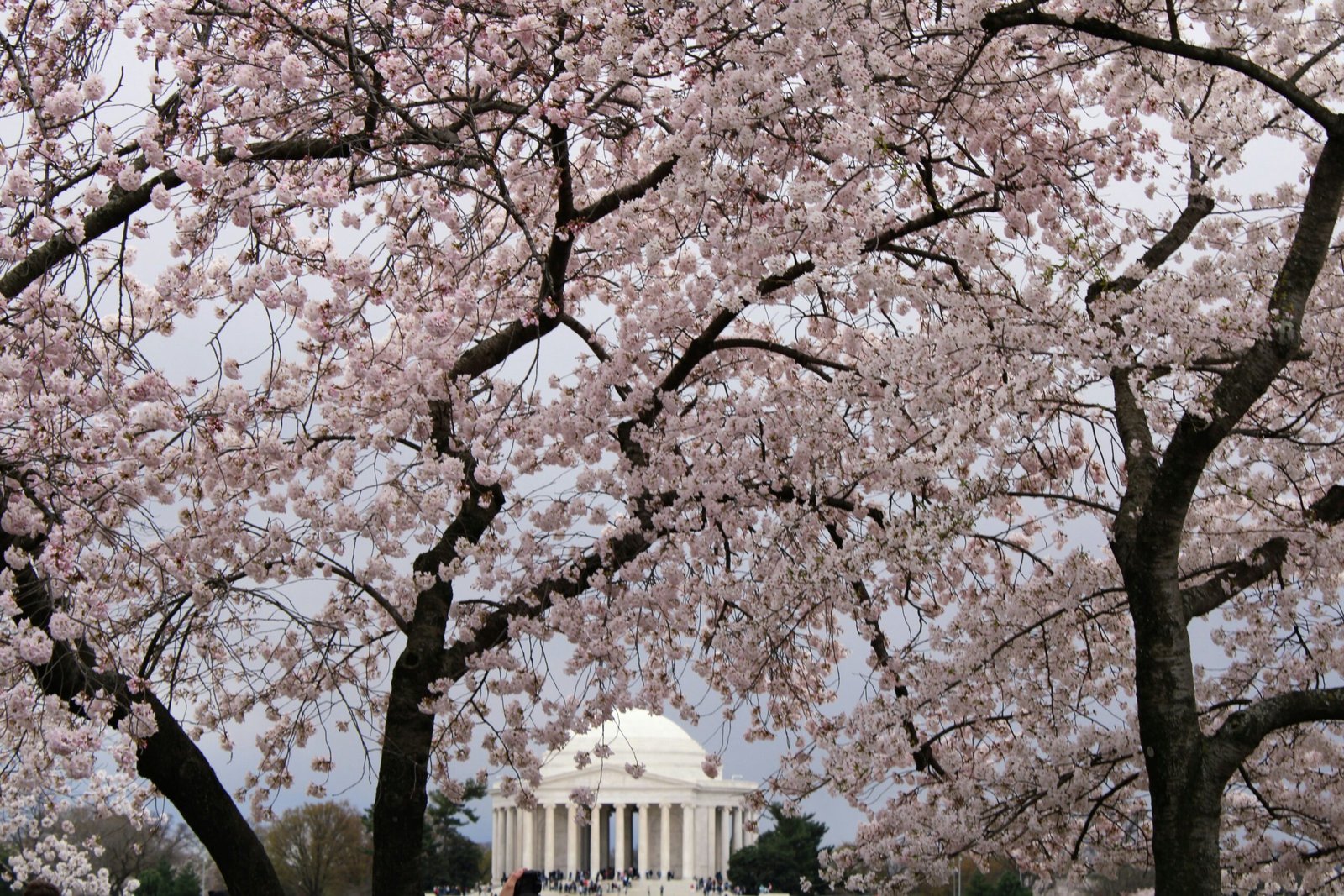 How to Visit the Jefferson Memorial: A Step-by-Step Guide