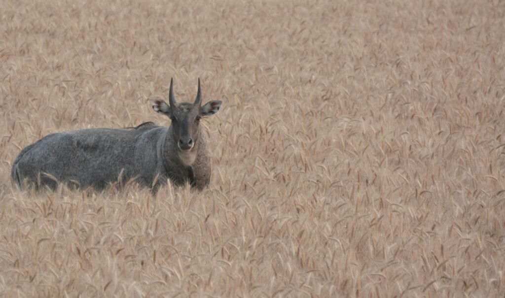 The Ultimate Wildlife Experience Awaits at Barda Wildlife Sanctuary