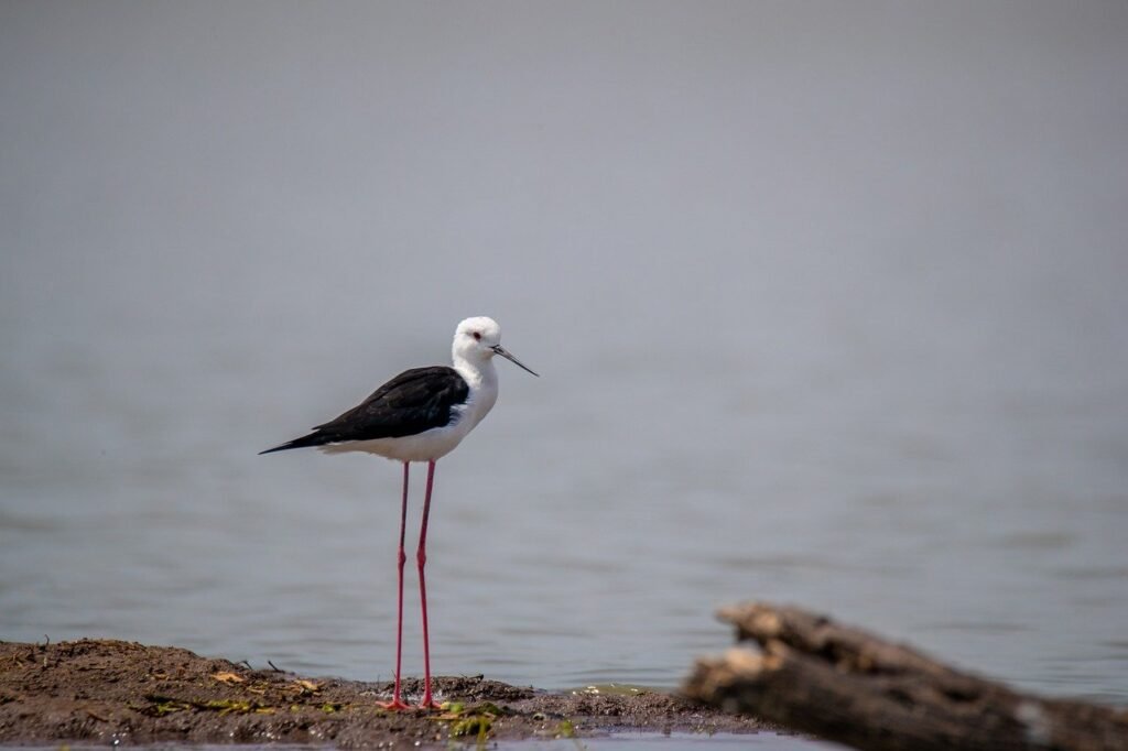 Coringa Wildlife Sanctuary