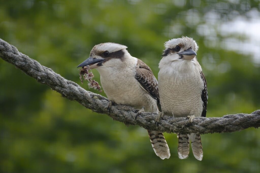 Coringa Wildlife Sanctuary