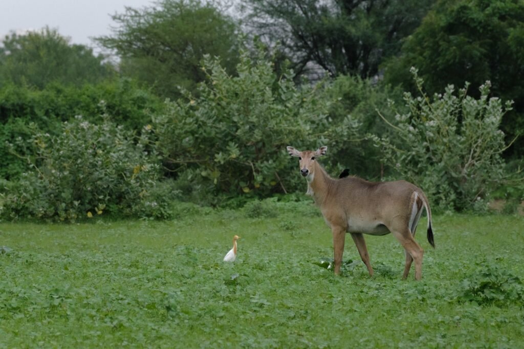 The Ultimate Wildlife Experience Awaits at Barda Wildlife Sanctuary