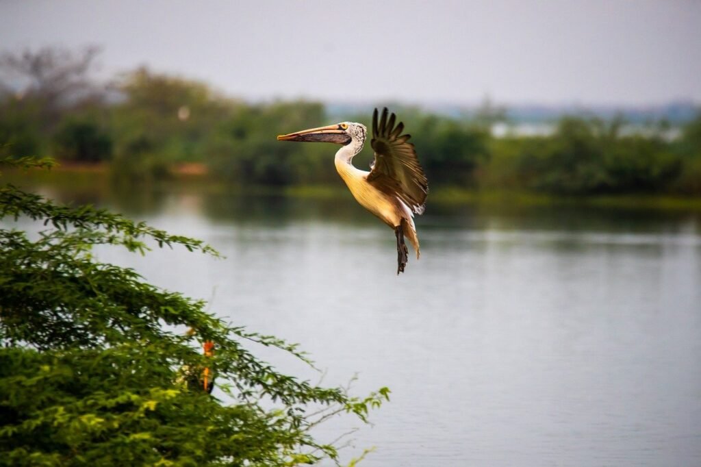  Coringa Wildlife Sanctuary 