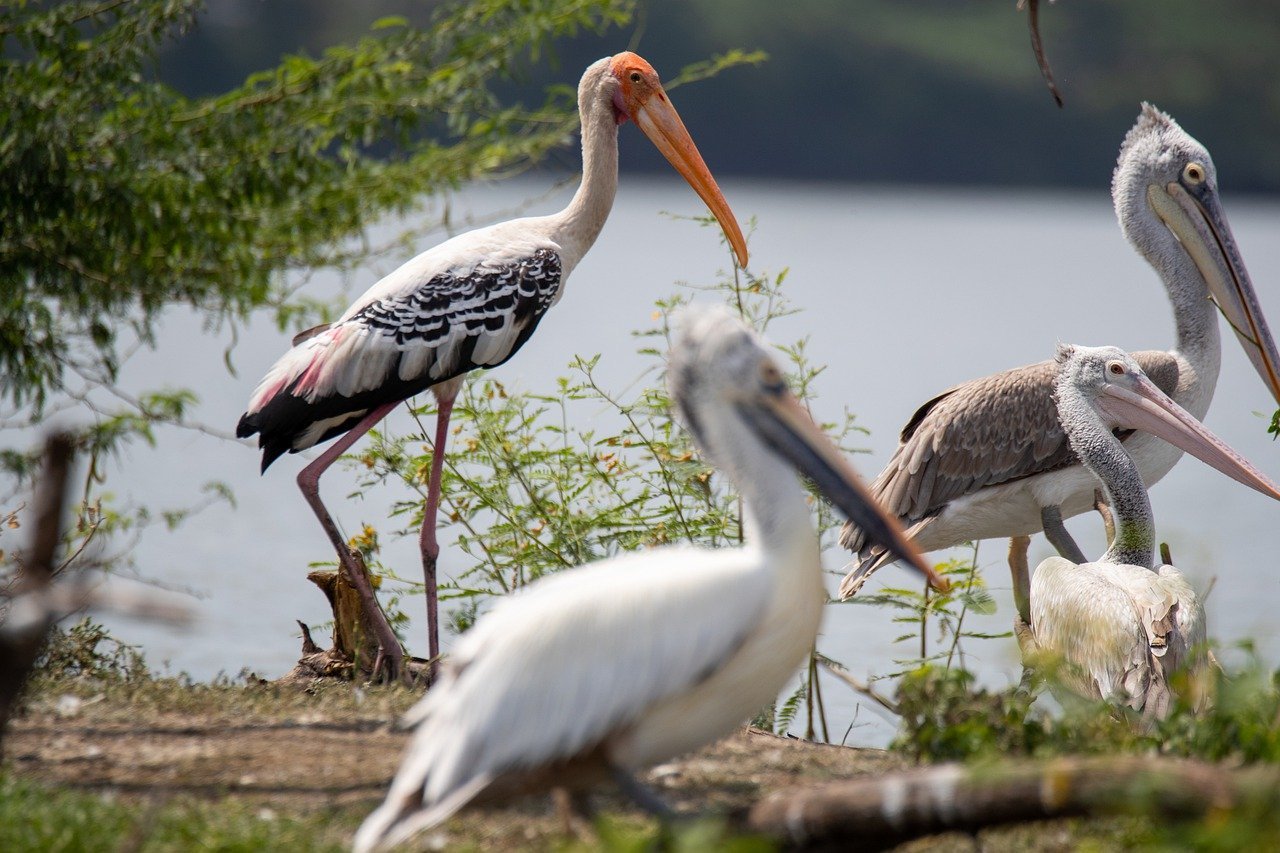 Coringa Wildlife Sanctuary